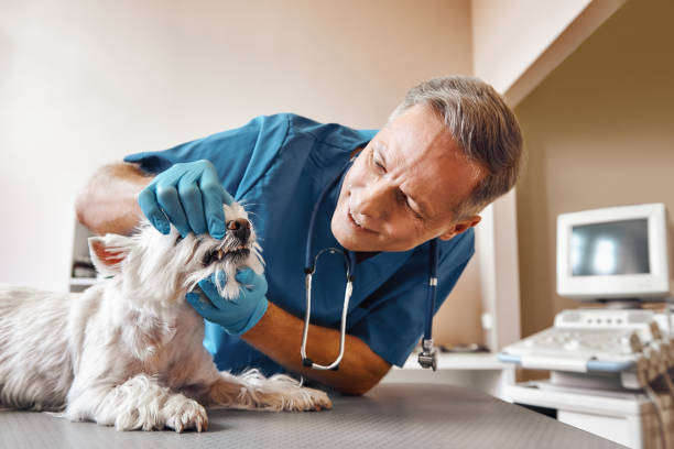 Best Emergency Dental Services for Seniors in Coalville, UT